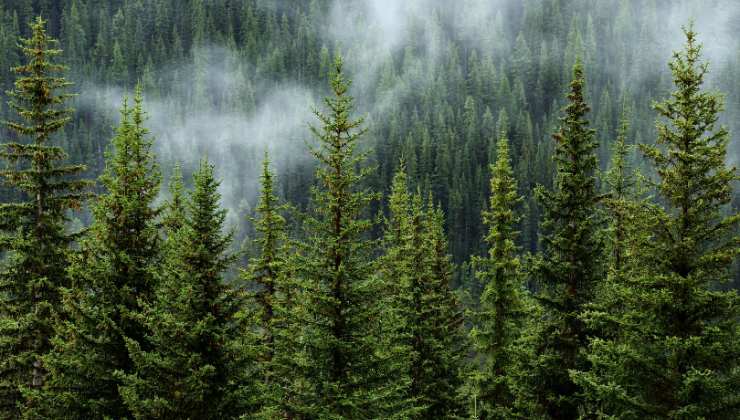 la foresta più inquietante al mondo