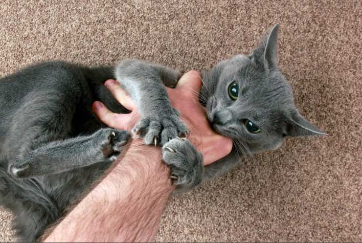 Gatto aggressivo, quattro rimedi per farlo calmare