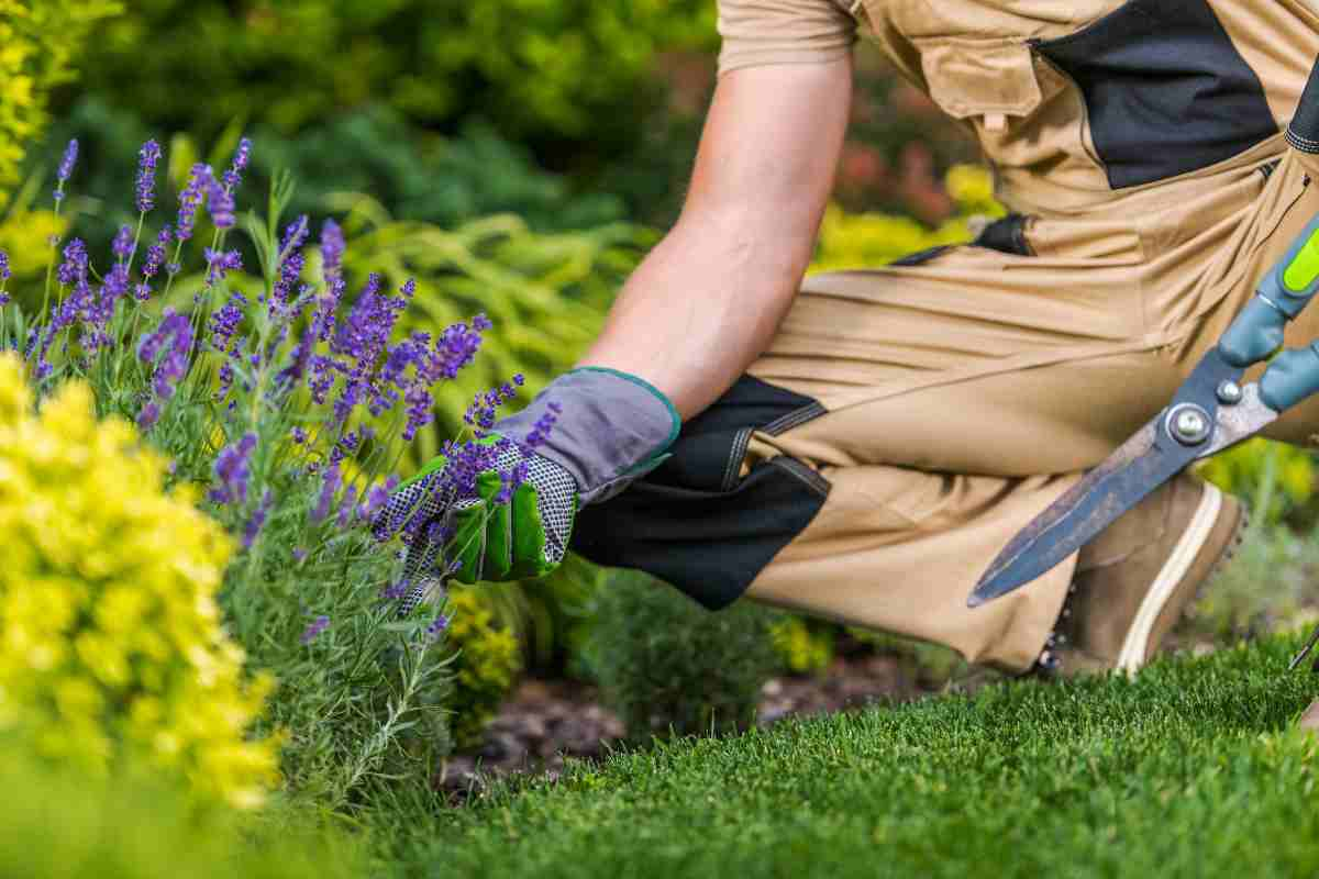 Cura del giardino, cosa fare in primavera