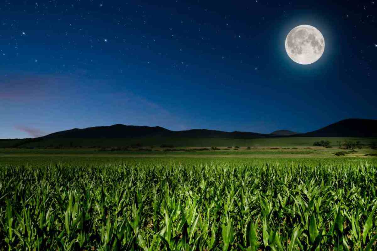 Giardino sempre verde? Tieni d'occhio la luna
