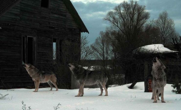 gli animali mutanti di Chernobyl hanno la cura ad una grave malattia umana