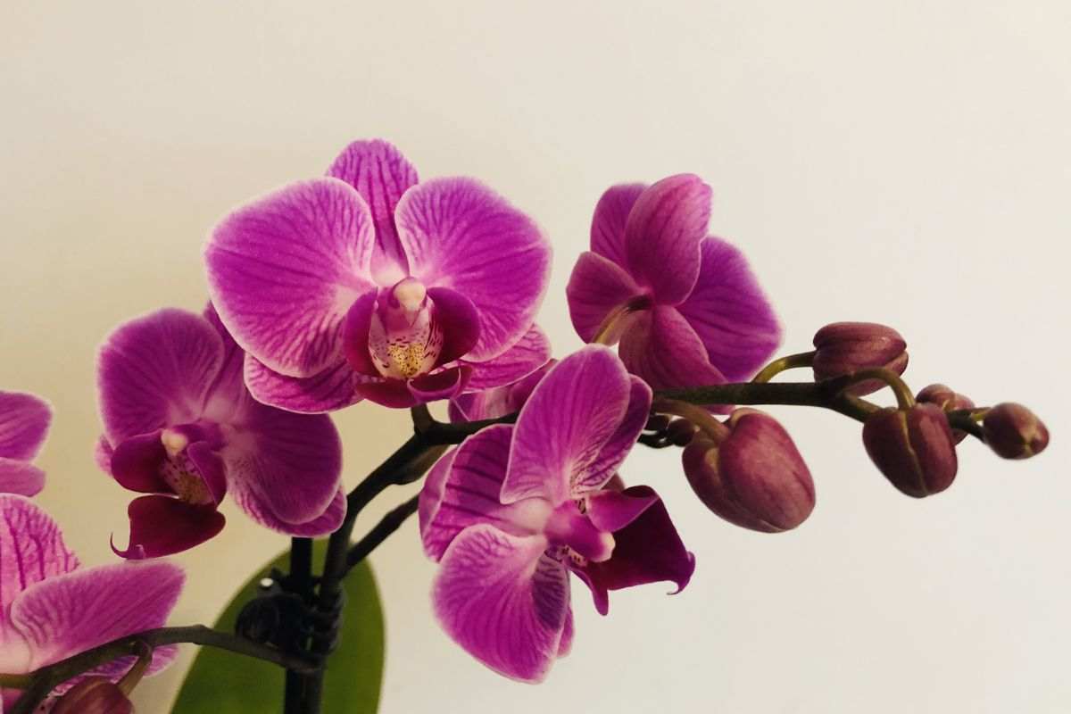 preparare le orchidee all'arrivo della bella stagione.