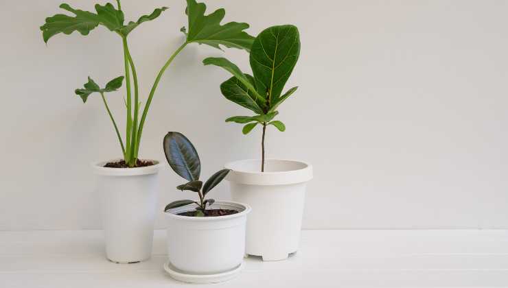 Le piante portafortuna che non possono mancare in casa