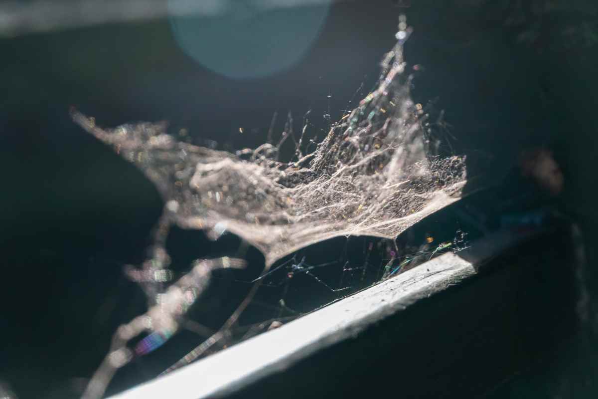 eliminare e prevenire ragnatele in casa