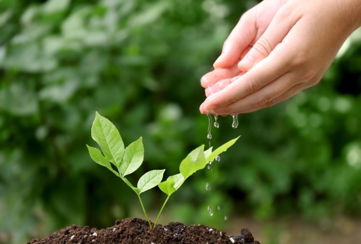 Scopri il metodo per capire se alla pianta serve acqua