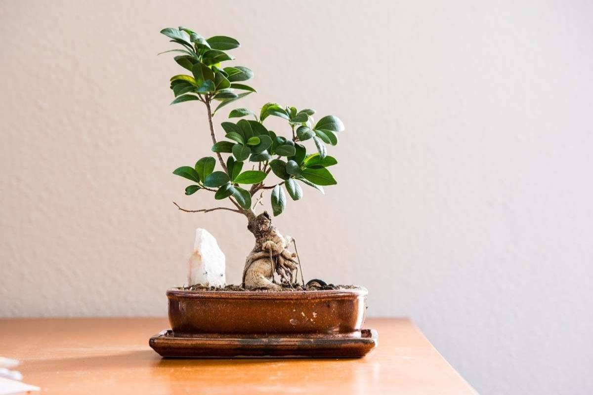 Come curare il bonsai correttamente