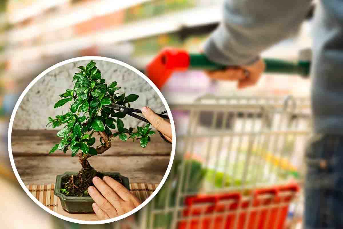 Es un espectáculo y lo puedes encontrar en el supermercado: todos los secretos para mantener este bonsái