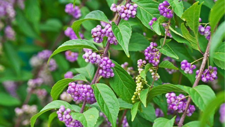 Callicarpa americana tiene lontane le zanzare