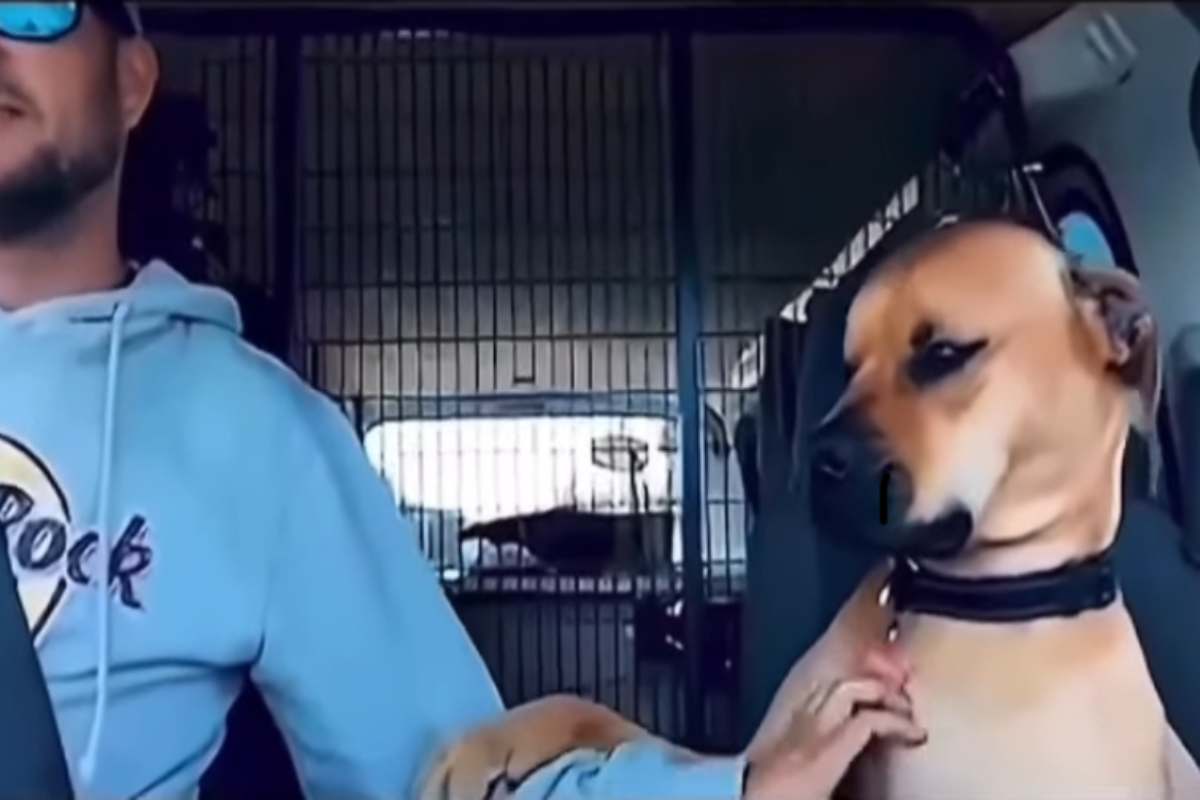 Emozione per cane adottato