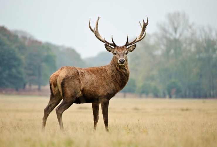 Pericolo sanitario malattia a rischio salto di specie