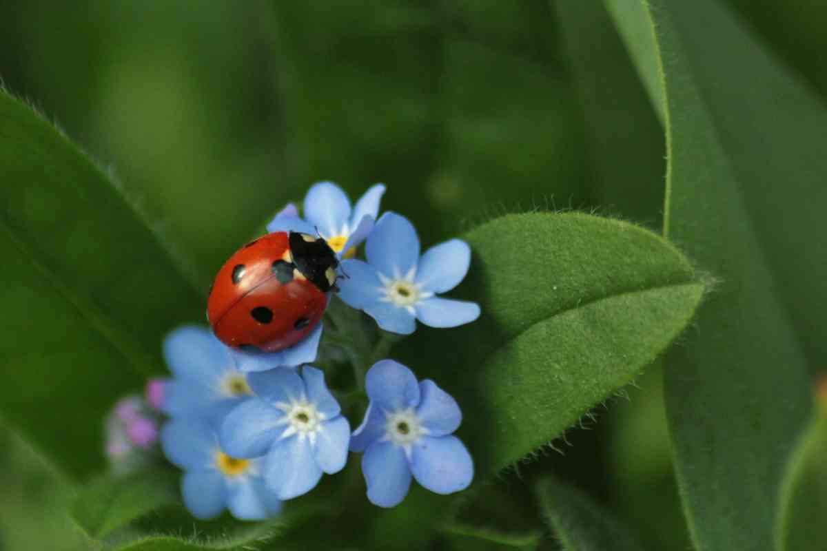 Acquista questi insetti per il tuo giardino