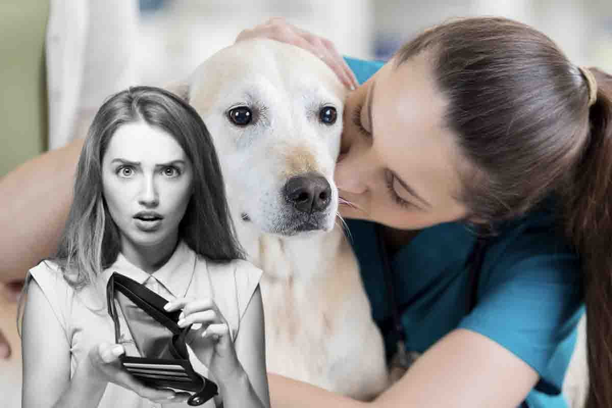 Costo cura animali domestici