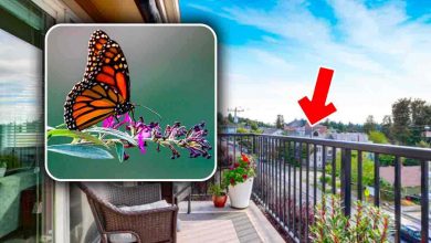 Come attirare le farfalle sul balcone