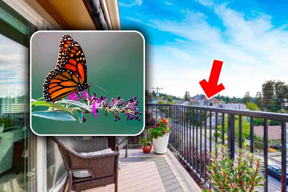 Come attirare le farfalle sul balcone