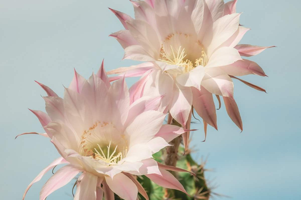 Fiore di cactus di rara bellezza