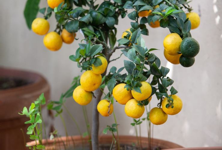 Concime ideale per far crescere i limoni in vaso