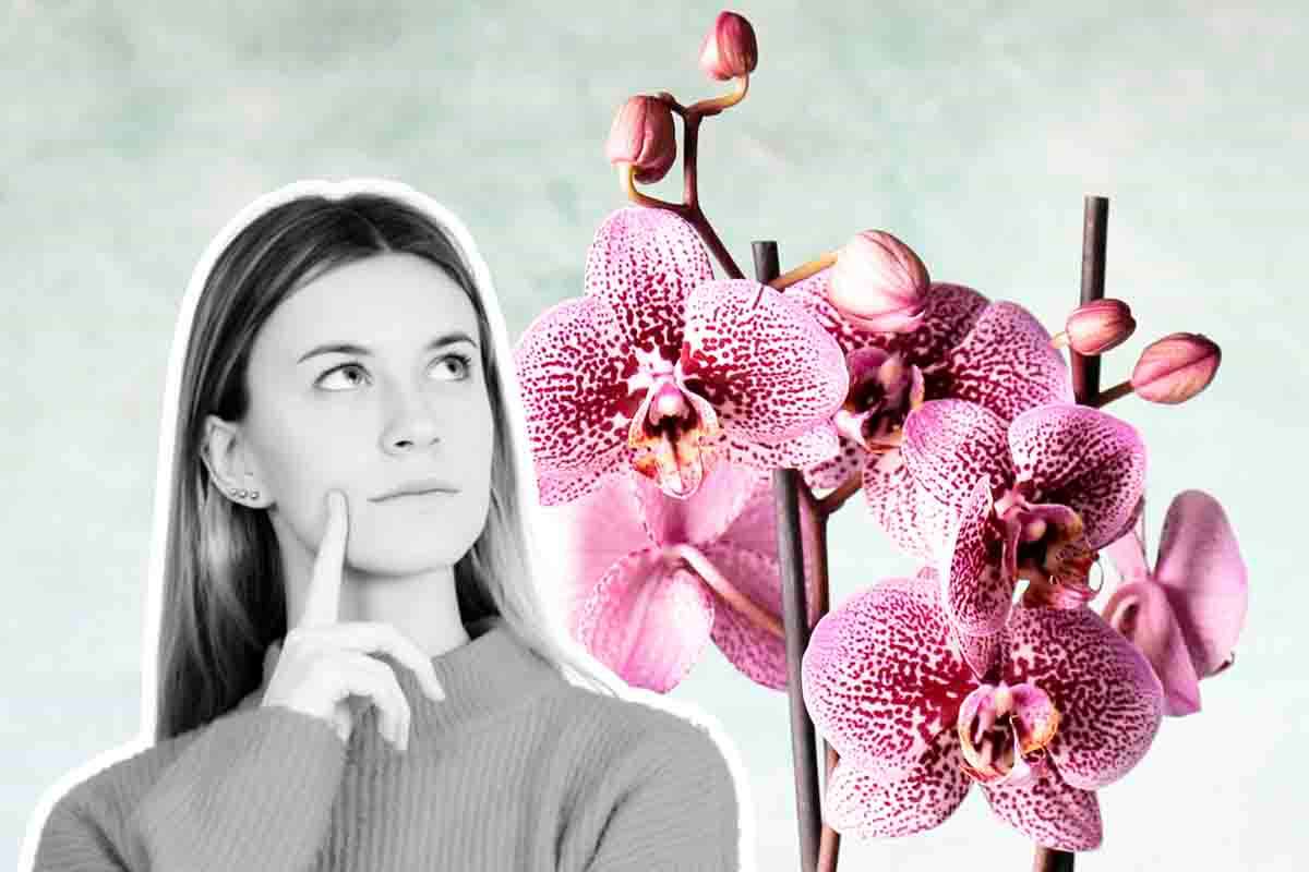 Qual è l'orchidea che ha il record di bruttezza
