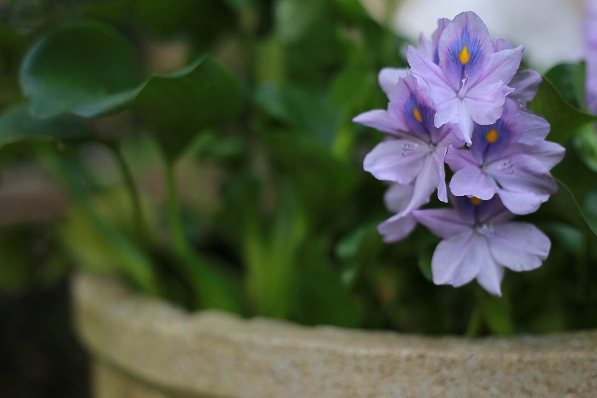 Spugna vecchia per nutrire le piante in vaso