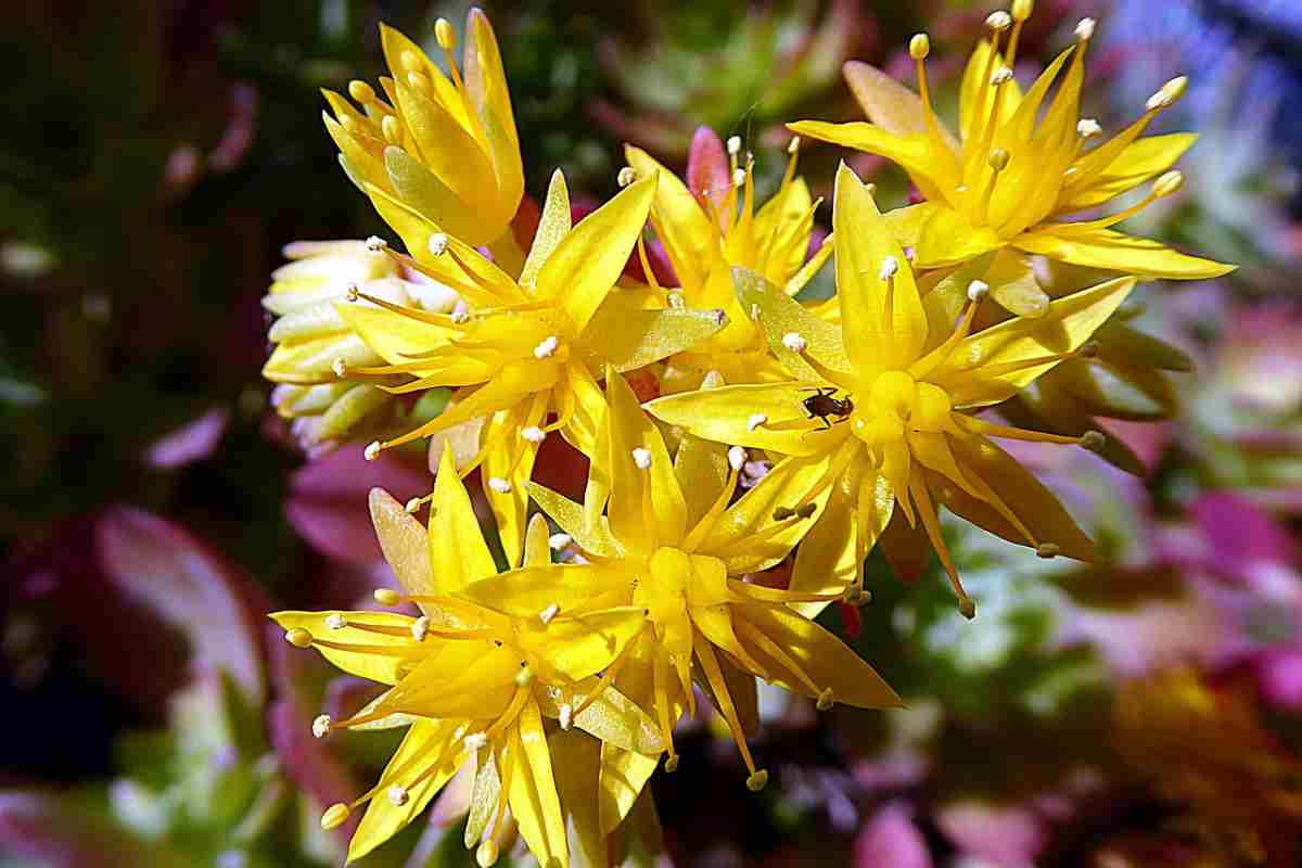 La pianta grassa ideale per il tuo giardino roccioso è il Sedum Palmeri