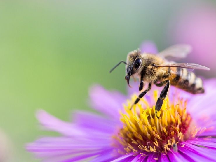 primavera attenzione insetti