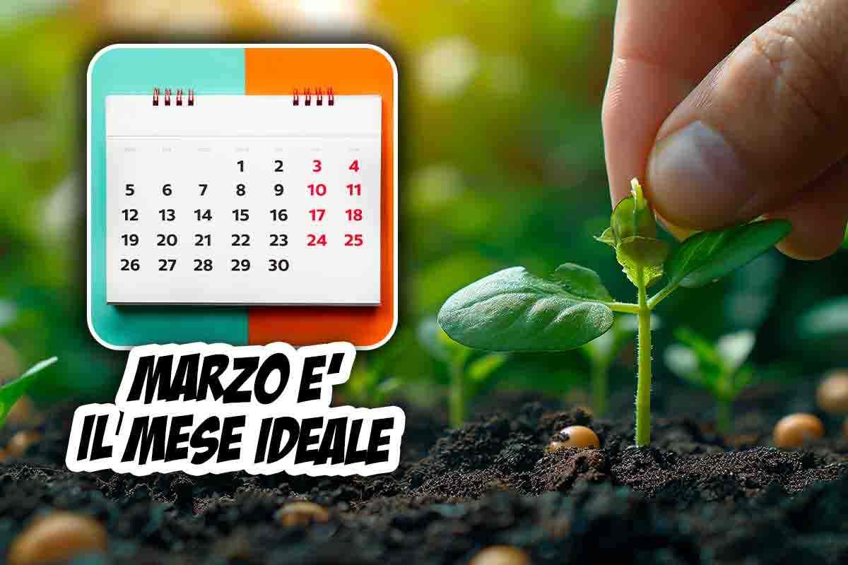 Marzo è il mese ideale per seminarle in casa