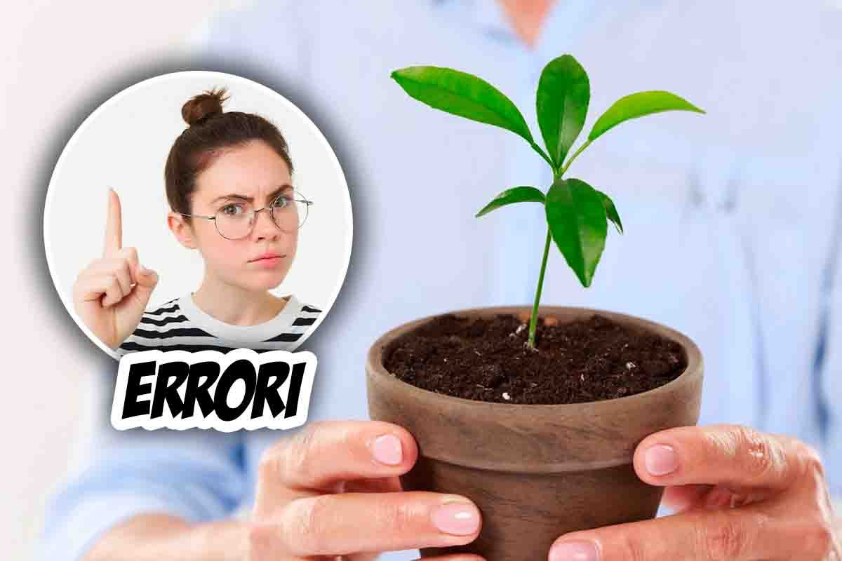 errori crescita pianta
