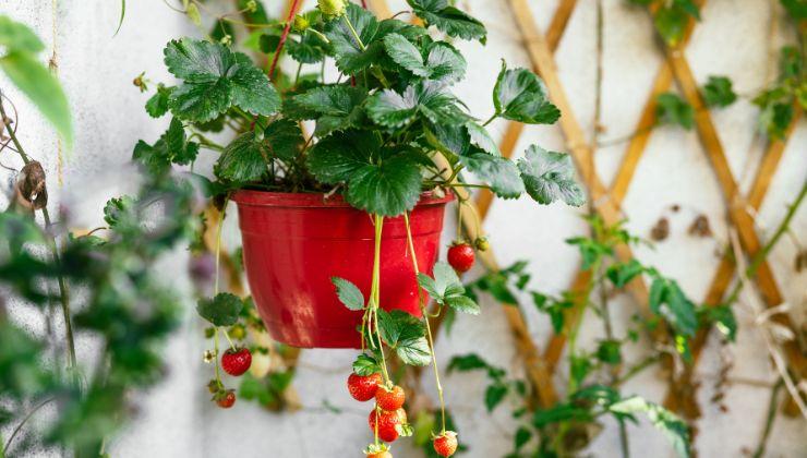 Fragole regole balcone