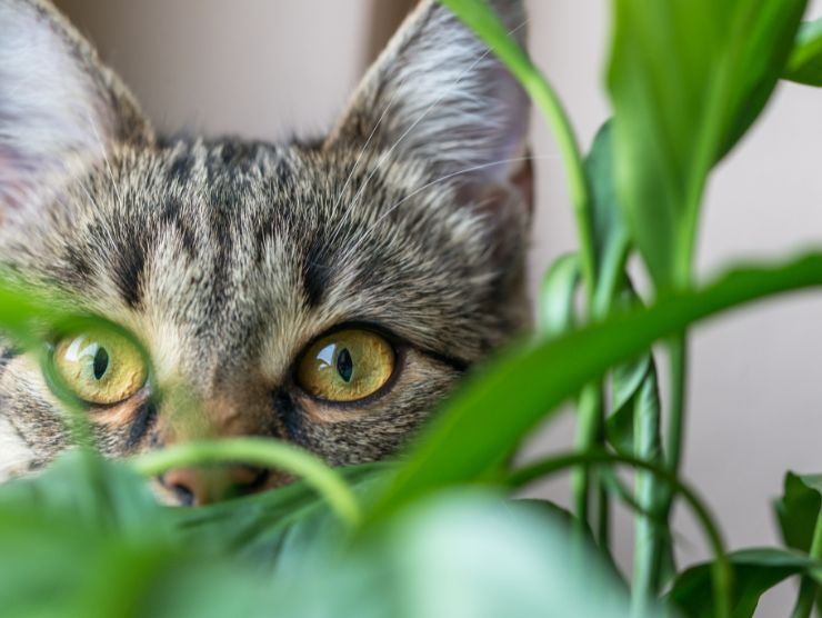 piante pericolose gatti