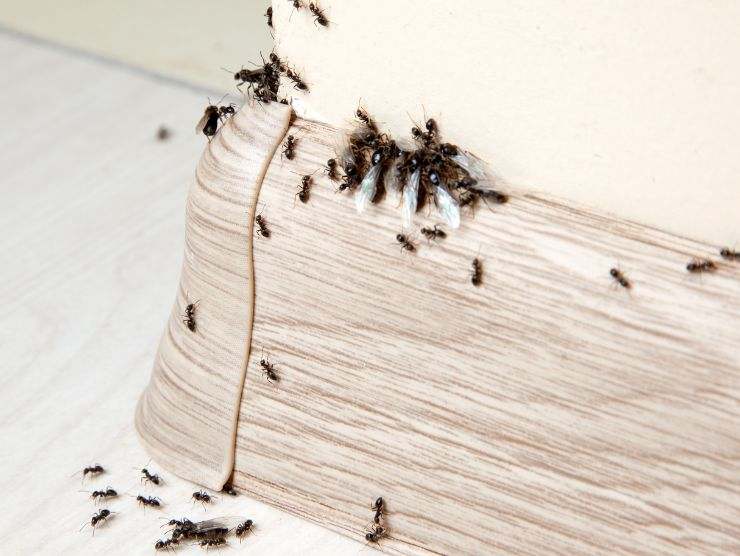 trucco naturale contro le formiche