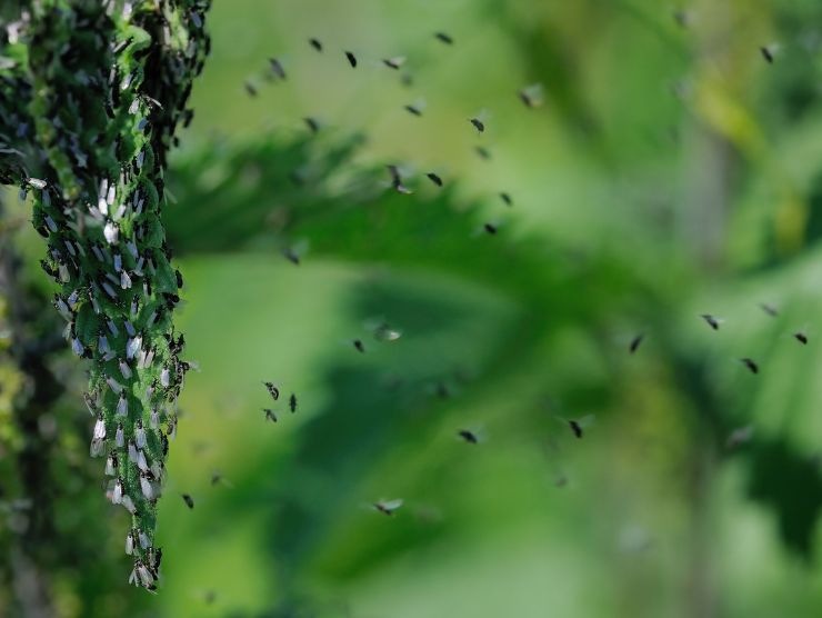 metodo eliminare moscerini attirati da piante