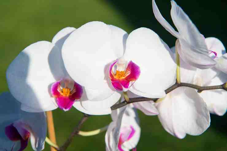 Orchidea 4 consigli