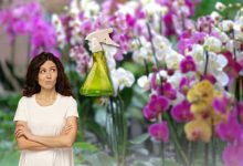 creare fertilizzante orchidee