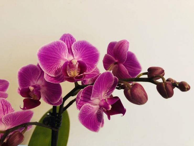 fertilizzante orchidee in casa