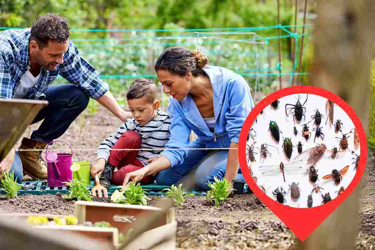 Quali insetti acquistare per il tuo giardino