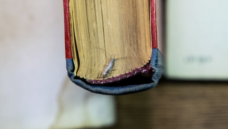 perché si formano questi insetti