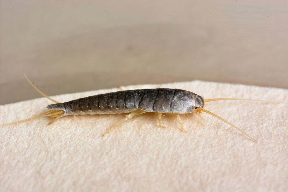 come eliminare pesciolini d'argento