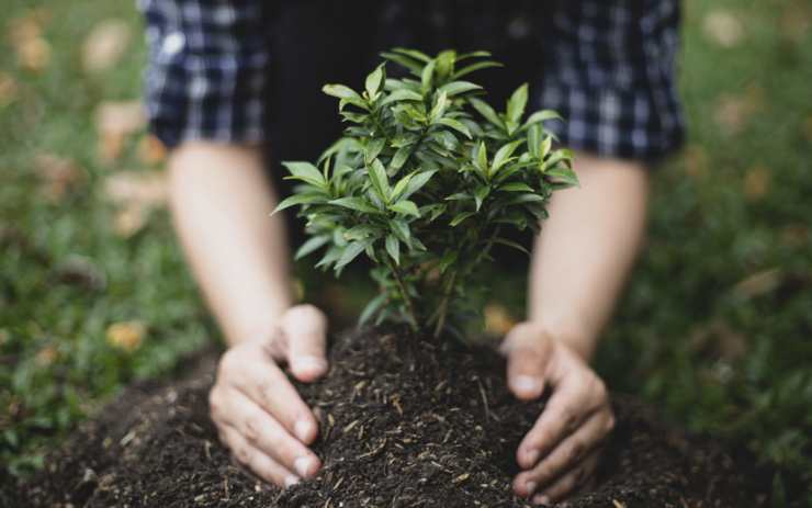 Le piante facili da coltivare per chi non ha il pollice verde