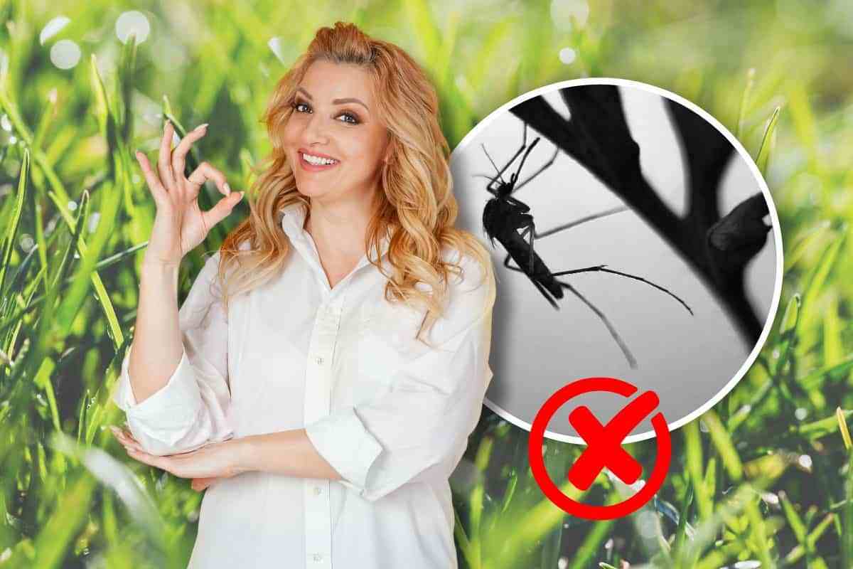 quali piante sono repellenti per zanzare