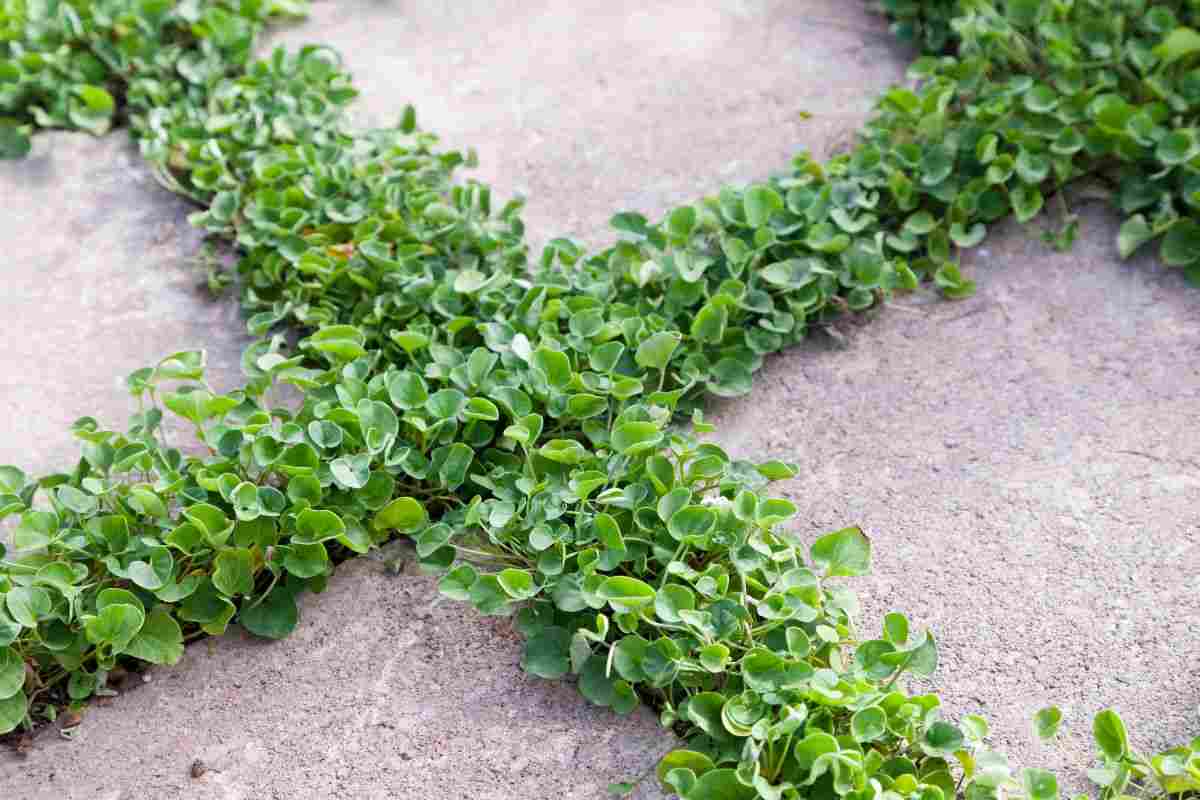 piante tappezzanti muro giardino