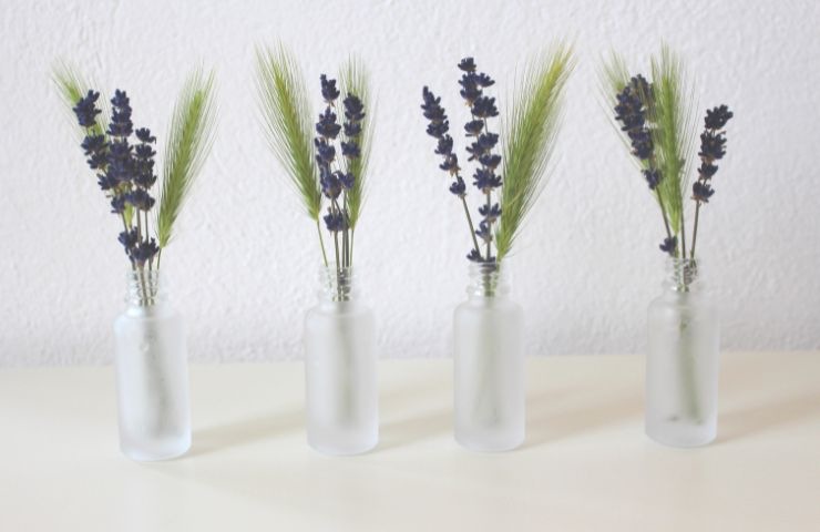 lavanda pianta del buon umore