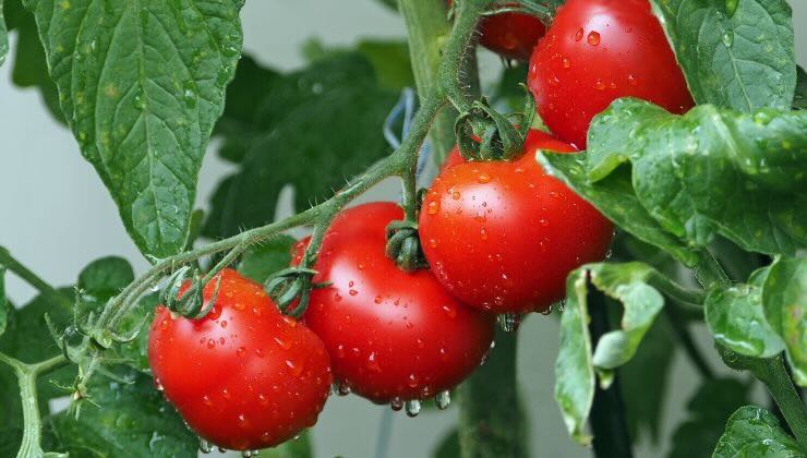 coltivare pomodori sul balcone