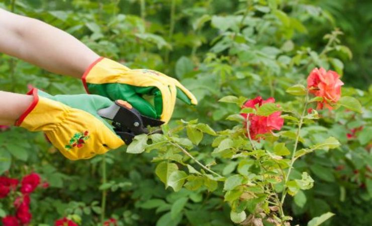 I segreti per la potatura delle rose