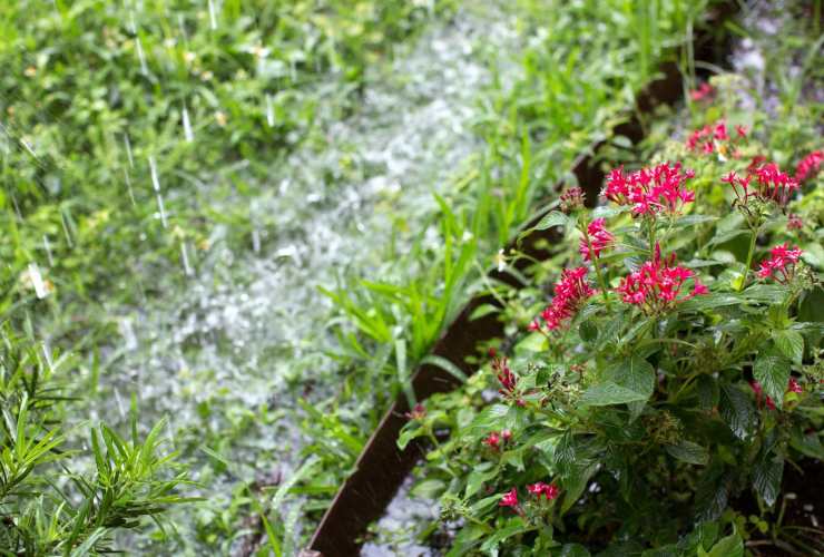 Come evitare che il ristagno di acqua rovini il prato