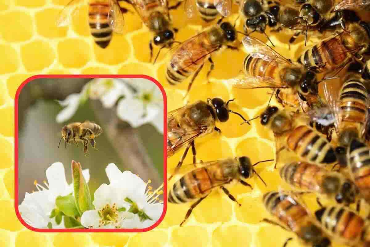 come proteggere le api