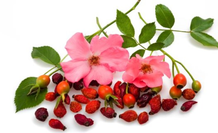 La rosa canina è un superfood