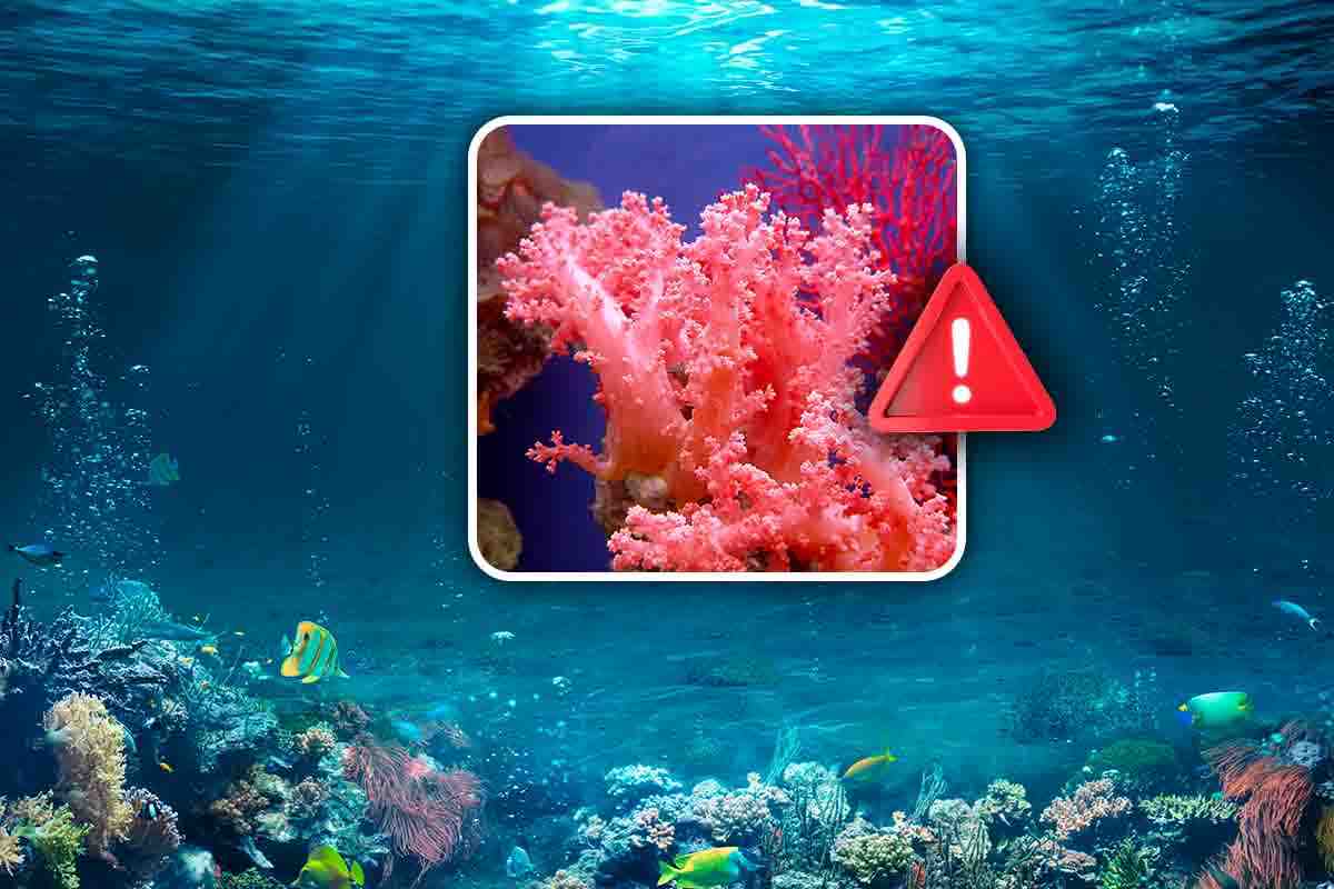 Allarme bianco per i coralli a causa del surriscaldamento globale
