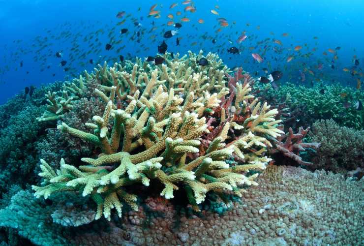 Rischio sbiancamento per i coralli negli oceani