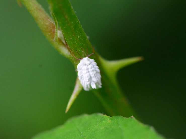 Allarme cocciniglia