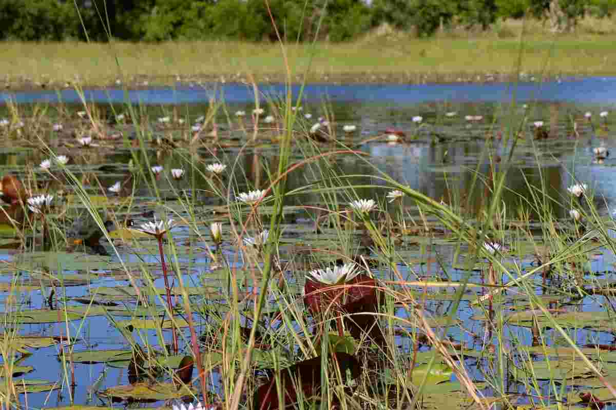 Fiori galleggianti per ridurre l'inquinamento dell'acqua