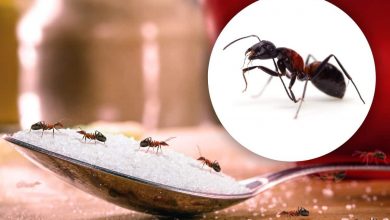 Metodi non violenti per tenere lontane da casa le formiche
